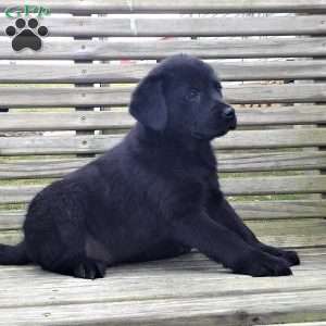 Spring, Rottweiler Mix Puppy